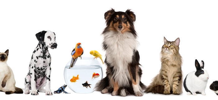 The U.S. pet industry: How it's the perfect foundation for getting into franchising